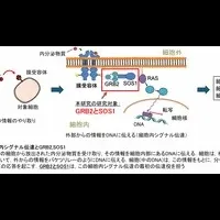 細胞シグナル伝達の新発見