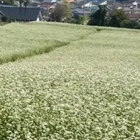 七国山のそばの花