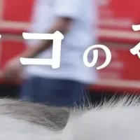 トルコのねこカレンダー