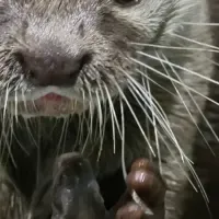 カワウソの祭り