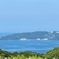 壱岐島のオリーブ収穫体験