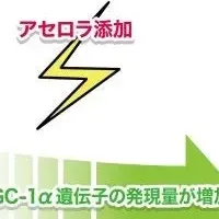 アセロラと運動の研究