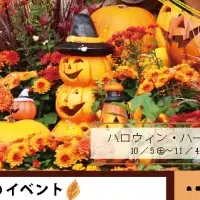 秋バラとハロウィン