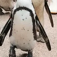 ペンギン散歩情報