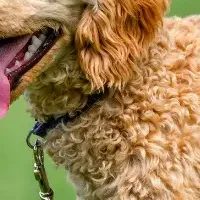 犬用シャンプーが登場