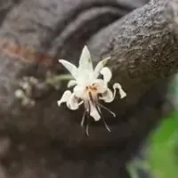 秋の薬草見学会