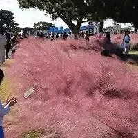 海の中道公園の花