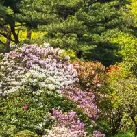 クレディセゾンの植樹活動