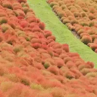 マザー牧場の紅葉