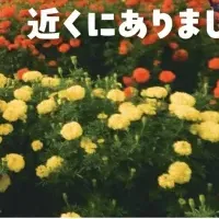 東京ドイツ村の花々