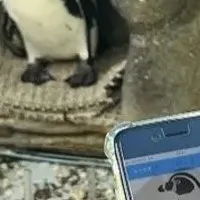 新感覚ペンギン観察