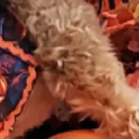 愛犬とハロウィン