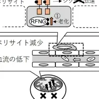 脳小血管病の新発見