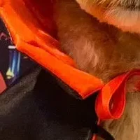 愛犬とハロウィン