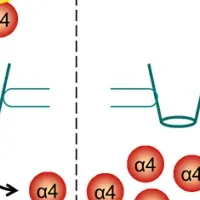 新たな分子メカニズム