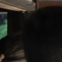 COBIのガイドサービス