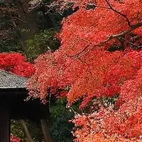 三溪園の紅葉