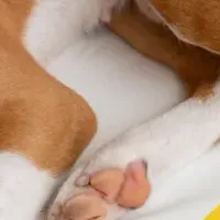 愛犬の健康ケア