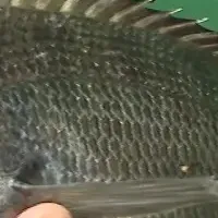 清水港のチヌ釣り