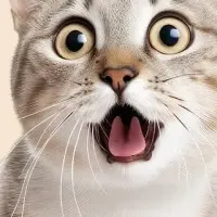 猫の相談室配信決定