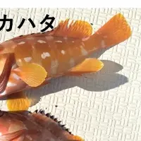 魚情報収集！気候変動