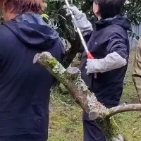 高知のゆず支援