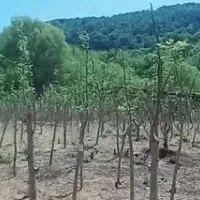 モリンガの植林活動