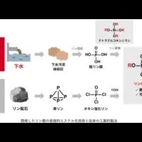 下水汚泥からリン製造