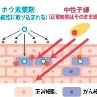 新たながん治療法