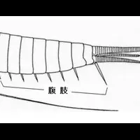 イシノミの進化