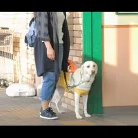 盲導犬受け入れ調査