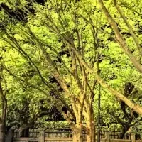 紀尾井町のクリスマス