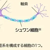 肌修復研究の発表