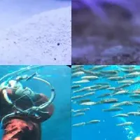 シーパラ年末年始