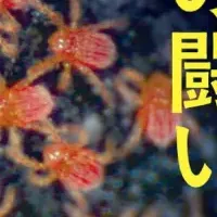 『死の虫』発売