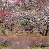 梅の香りと温泉