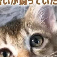 保護猫想い出査定